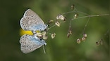 How smog is wreaking havoc on insects' mating rituals