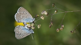 How smog is wreaking havoc on insects' mating rituals