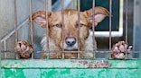 'Layer of Carcasses on the Ground': How 60-year-old South Korean man starved 1,000 dogs to death