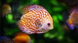Explained: Can fish sense one another's fear?