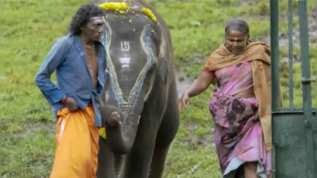 Explained: What makes The Elephant Whisperers worthy of global love, recognition, and of course, the Oscar