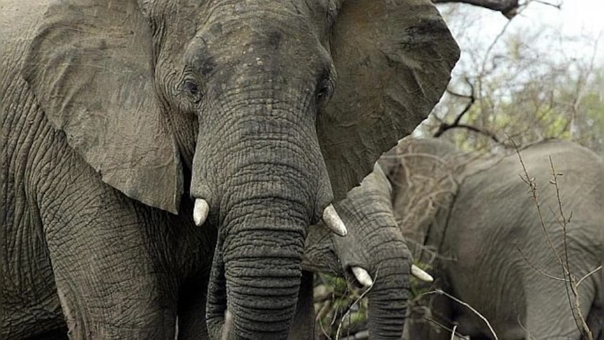 UK wants to ban import of hunting trophies: Why are African conservationists opposing it?