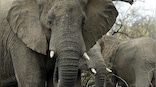 UK wants to ban import of hunting trophies: Why are African conservationists opposing it?