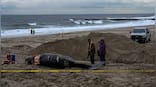 Explained: What is causing whales to wash up on America's East Coast?