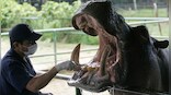 Are Pablo Escobar’s ‘cocaine’ hippos coming to India? Why does Colombia want to get rid of them?