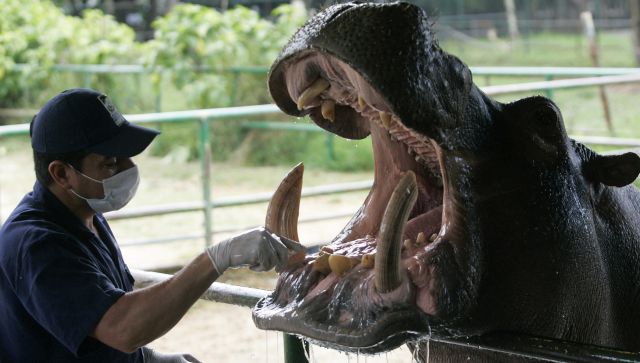 Are Pablo Escobar’s ‘cocaine’ hippos coming to India? Why does Colombia want to get rid of them? Are Pablo Escobar’s ‘cocaine’ hippos coming to India? Why does Colombia want to get rid of them?