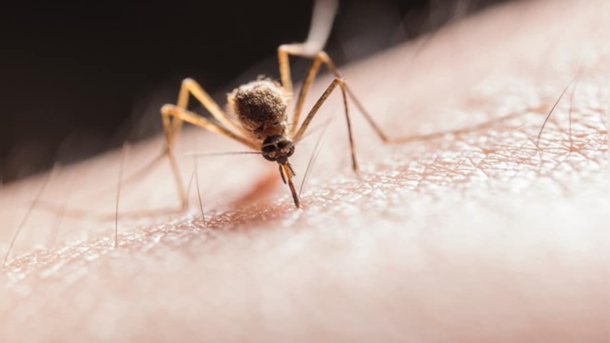 Ecuador to release sterile mosquitoes in Galapagos to curb the spread of vector-borne diseases