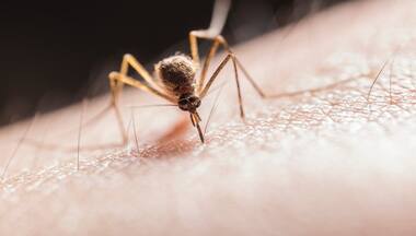 Ecuador to release sterile mosquitoes in Galapagos to curb the spread of vector-borne diseases