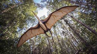Explained: The special bones that allowed dinosaurs to fly