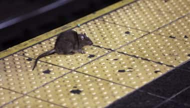New York City has eight million rats and they could carry COVID variants: How worried should people be?