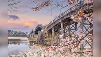 Stunning pictures of cherry blossoms in Japan win hearts on social media