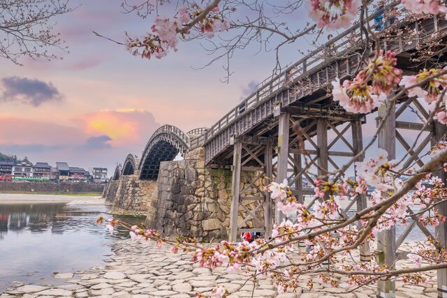 Stunning pictures of cherry blossoms in Japan win hearts on social media Stunning pictures of cherry blossoms in Japan win hearts on social media