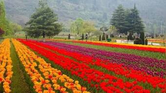 Jammu and Kashmir: Tulip garden opens for public with 15 lakh tulips of 68 varieties