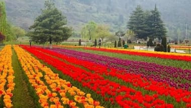 Jammu and Kashmir: Tulip garden opens for public with 15 lakh tulips of 68 varieties