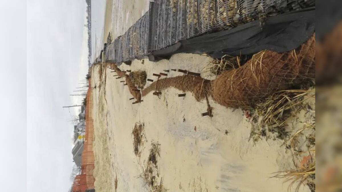How coconuts protect the Jersey Shore, other eroding coasts Firstpost