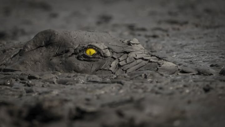 From eery crocodile to breath-taking snow leopard, a peek into the wild, wild world From eery crocodile to breath-taking snow leopard, a peek into the wild, wild world
