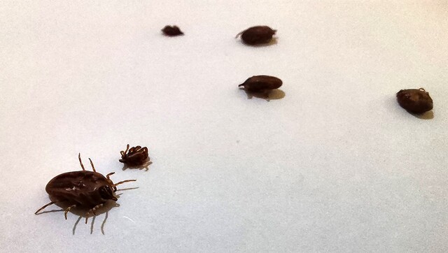 Rare tick-borne virus detected in UK, health agency warns Rare tick-borne virus detected in UK, health agency warns