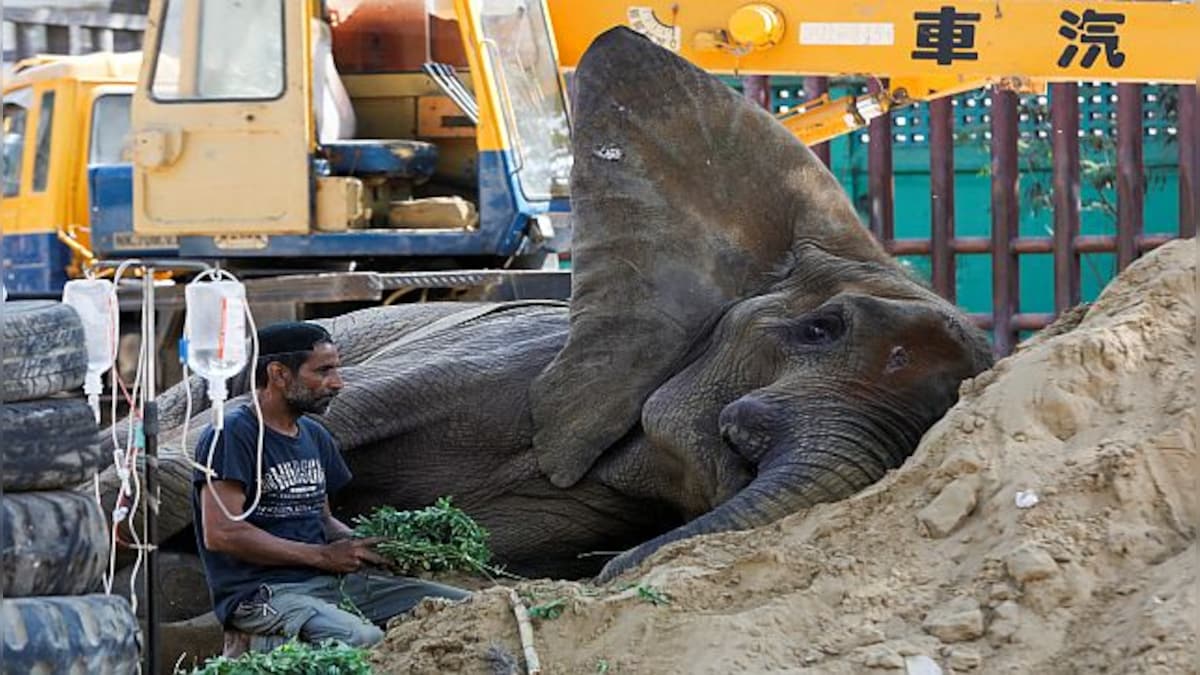 Noor Jehan: The ailing elephant in Pakistan who may be euthanised