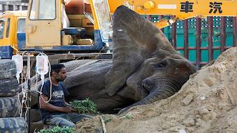 Noor Jehan: The ailing elephant in Pakistan who may be euthanised