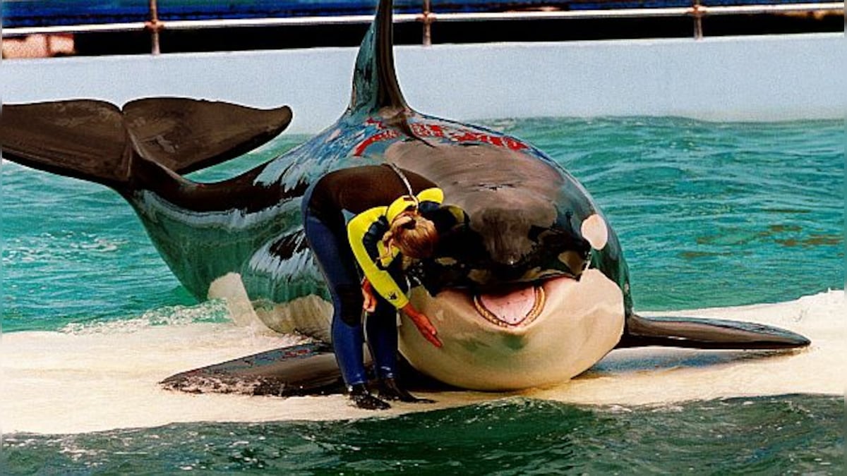 Long-captive orca Lolita to return to Washington waters: How will it be released?