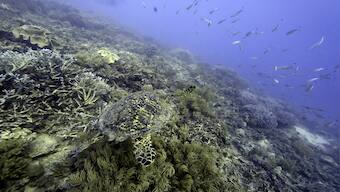 UN body mulls deep sea mining amid demand for minerals