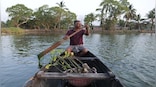 Mangrove Man: How one individual has planted 100,000 trees to fight rising waters in Kerala