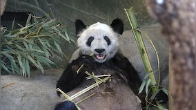 Ya Ya: The giant panda returning to China from the US after 20 years