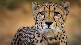 Two cheetahs dead in Kuno National Park in past month: What’s ailing the big cat in India?