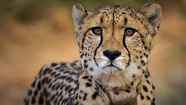 Female cheetah 'Dhatri' found dead at Kuno National Park in Madhya Pradesh, 9th since March Female cheetah 'Dhatri' found dead at Kuno National Park in Madhya Pradesh, 9th since March