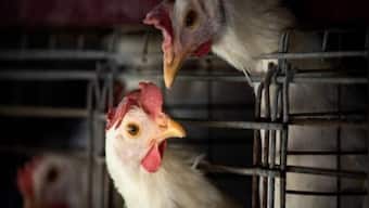 France rolls out first order for avian influenza vaccines, mulls trade curbs