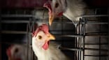 France rolls out first order for avian influenza vaccines, mulls trade curbs