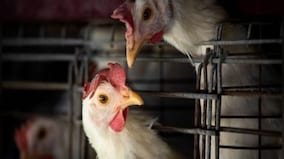 France rolls out first order for avian influenza vaccines, mulls trade curbs