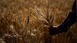 FCI wheat procurement up 30% at 18.37 MT