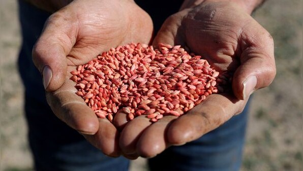 Australia suspends WTO case against China to resolve barley dispute