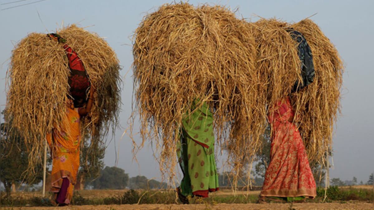 How Modi government's MSP policy boosts agricultural income, social security and distributive justice