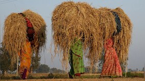 How Modi government's MSP policy boosts agricultural income, social security and distributive justice