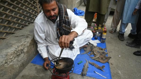 Dubious 'aphrodisiac’ from lizard fat a hit in overpopulated Pakistan