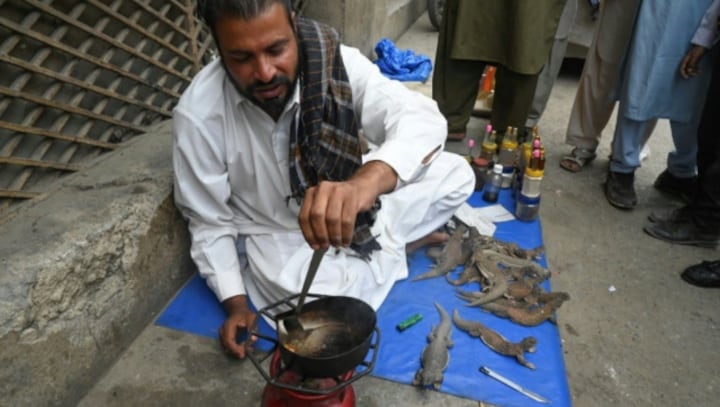 Dubious 'aphrodisiac’ from lizard fat a hit in overpopulated Pakistan