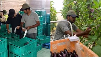 Indian engineer moves to Japan to take up brinjal farming, starts making double of what he made in India