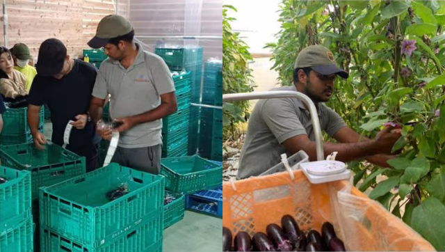 Indian engineer moves to Japan to take up brinjal farming, starts making double of what he made in India Indian engineer moves to Japan to take up brinjal farming, starts making double of what he made in India