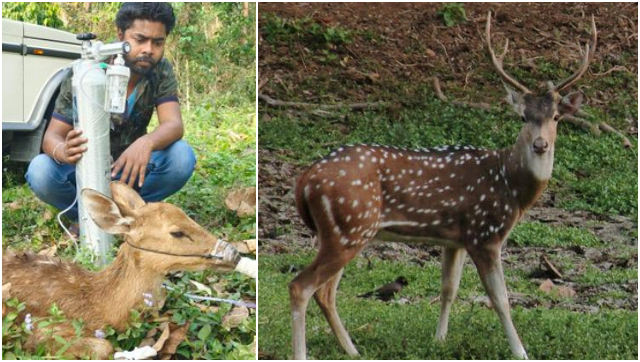 Man helps deer breath with oxygen cylinder, internet lauds effort Man helps deer breath with oxygen cylinder, internet lauds effort