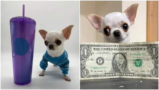 Chihuahua milly discount