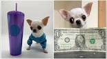 This Chihuahua is tiniest dog on Earth, smaller than a popsicle stick