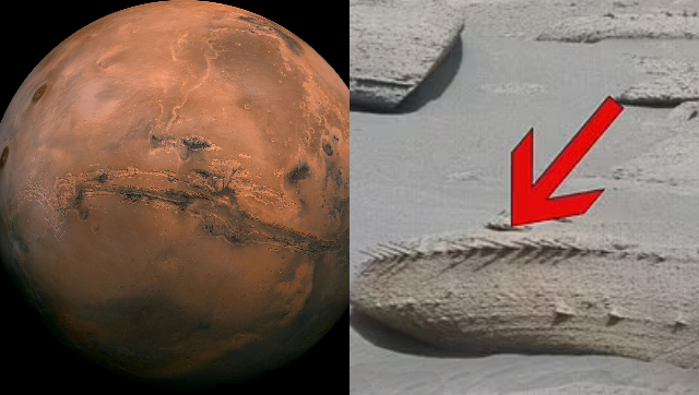 Pre-Historic Life On Mars? NASA's Curiosity rover spots a strange bone-like rock on the red planet Pre-Historic Life On Mars? NASA's Curiosity rover spots a strange bone-like rock on the red planet