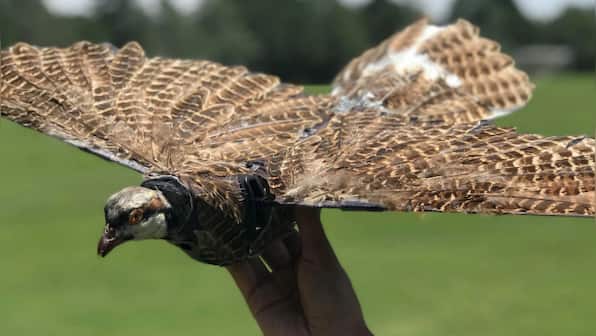 Resurrected By Tech: Scientists are turning dead birds into drones to be used against the cartel