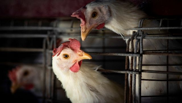 No land to bury dead chickens in Japan: How deadly is the current bird flu outbreak? No land to bury dead chickens in Japan: How deadly is the current bird flu outbreak?