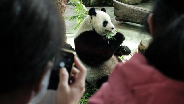 Eats, sleeps and leaves: Why pandas are bidding bye-bye to US zoos Eats, sleeps and leaves: Why pandas are bidding bye-bye to US zoos