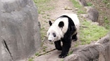Panda Politics: Why are US zoos sending back the bears to China?