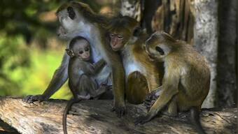 Monkey Business: Why Sri Lanka wants to export 100,000 endangered toque macaques to China