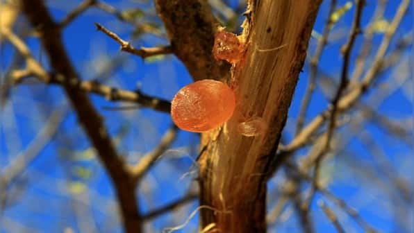 Not So Fizzy: How Sudan conflict can affect the supply of soft drinks, candy